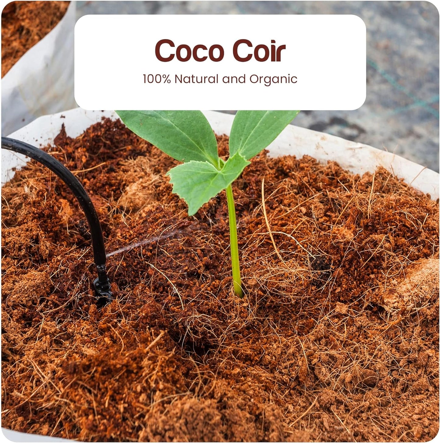 Premium Coco Coir Brick 4.5KG (10lbs) - 100% Organic OMRI Listed, Natural Compressed Growing Medium, ECO Friendly and Triple Washed, Low EC