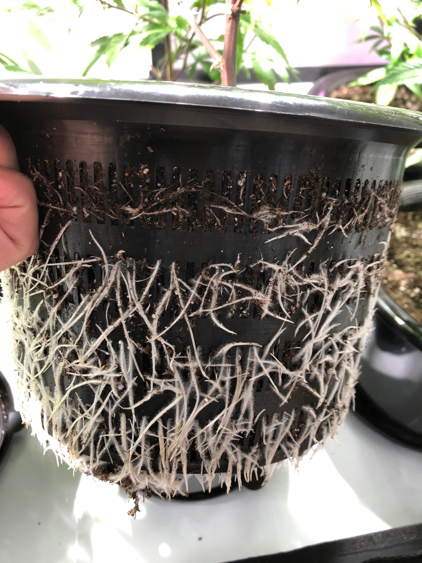 MeshPot  - High Drainage Plant Pot for Superior Air Flow and Root Growth.