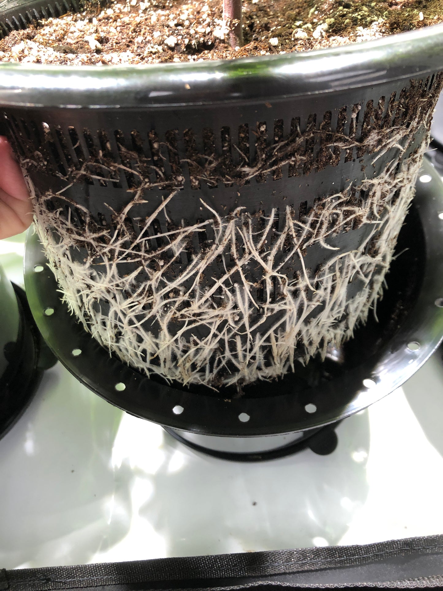 MeshPot  - High Drainage Plant Pot for Superior Air Flow and Root Growth.