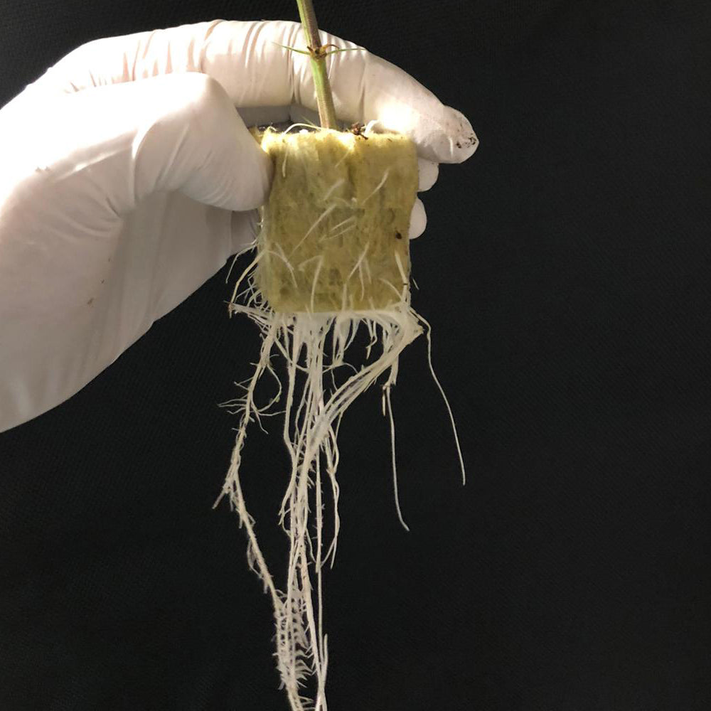 Easy Root - Cloning and Rooting Hormone